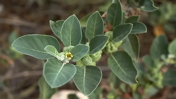 Ashwagandha plant (Withania somnifera)