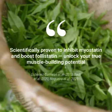 Scientific chart and clinical data highlighting the anabolic properties of Epicatechin.